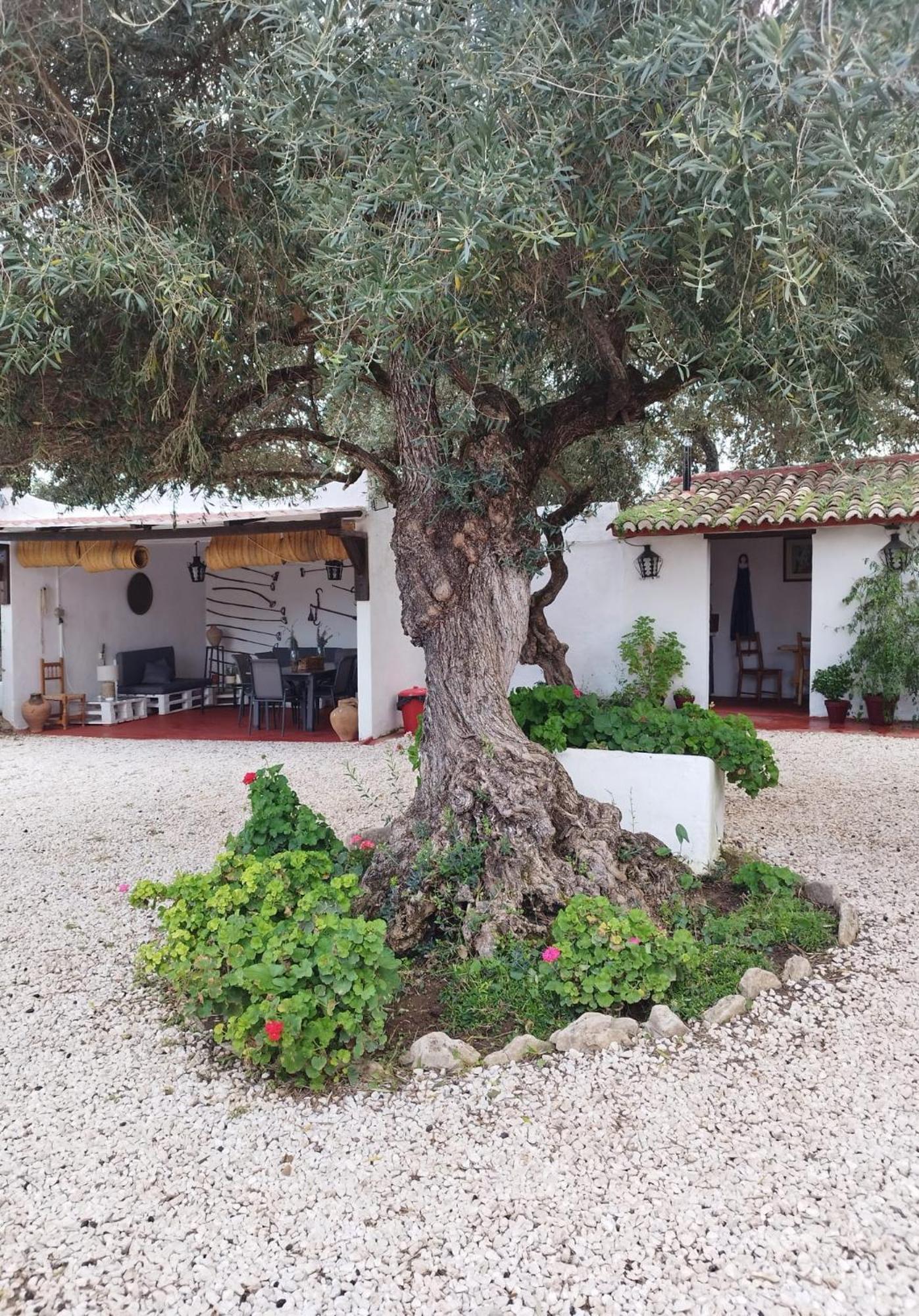 Casa Abanto Villa Ронда Екстериор снимка